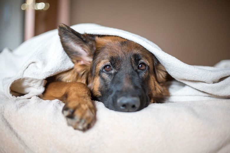 Cute German Shepherd in a blanket on bed.