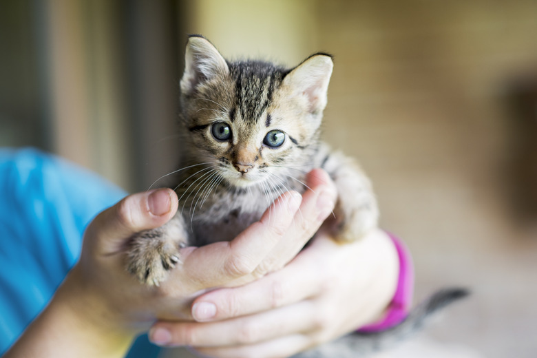 Kitten in humans hands