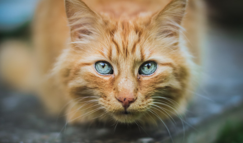 Crouching ginger cat