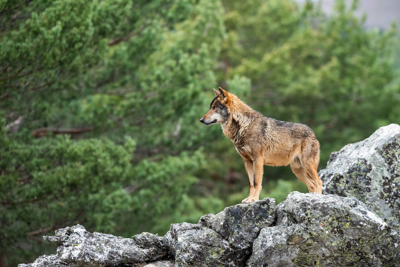 Side view of deer standing on rock, Puebla de Sanabria, Spain