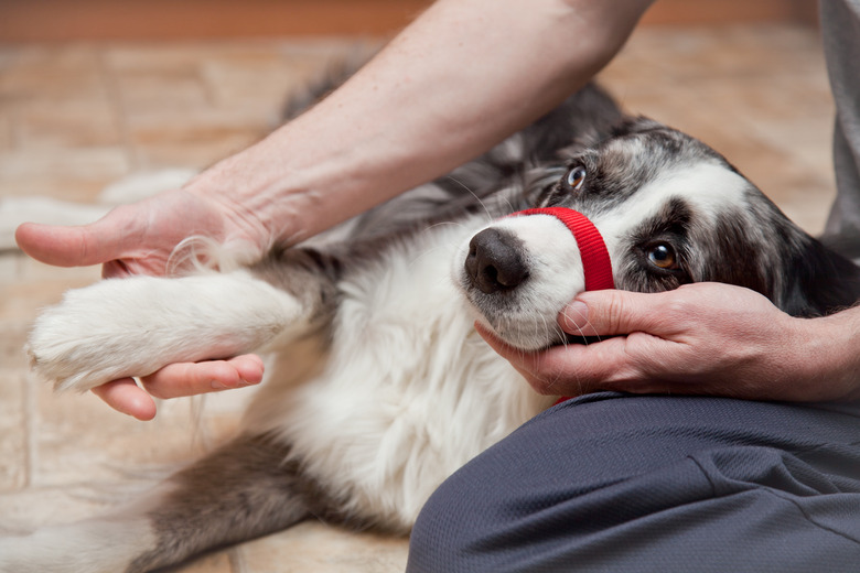 holding a dog with a hurt paw