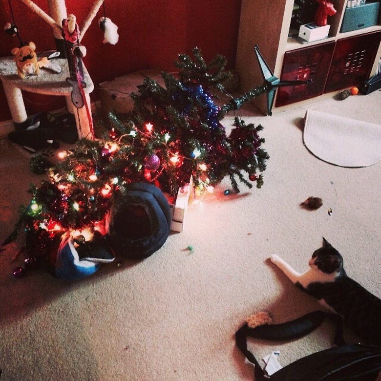 cat lying beside a knocked over christmas tree