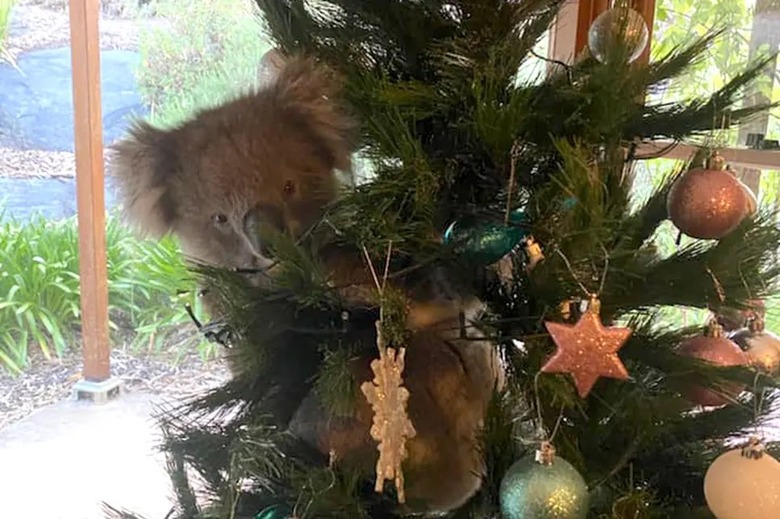 koala bear in christmas tree