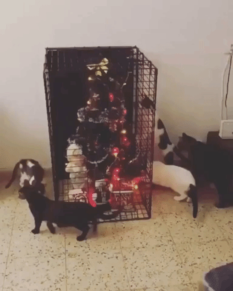 multiple cats swarming around a small christmas tree protected by a cage