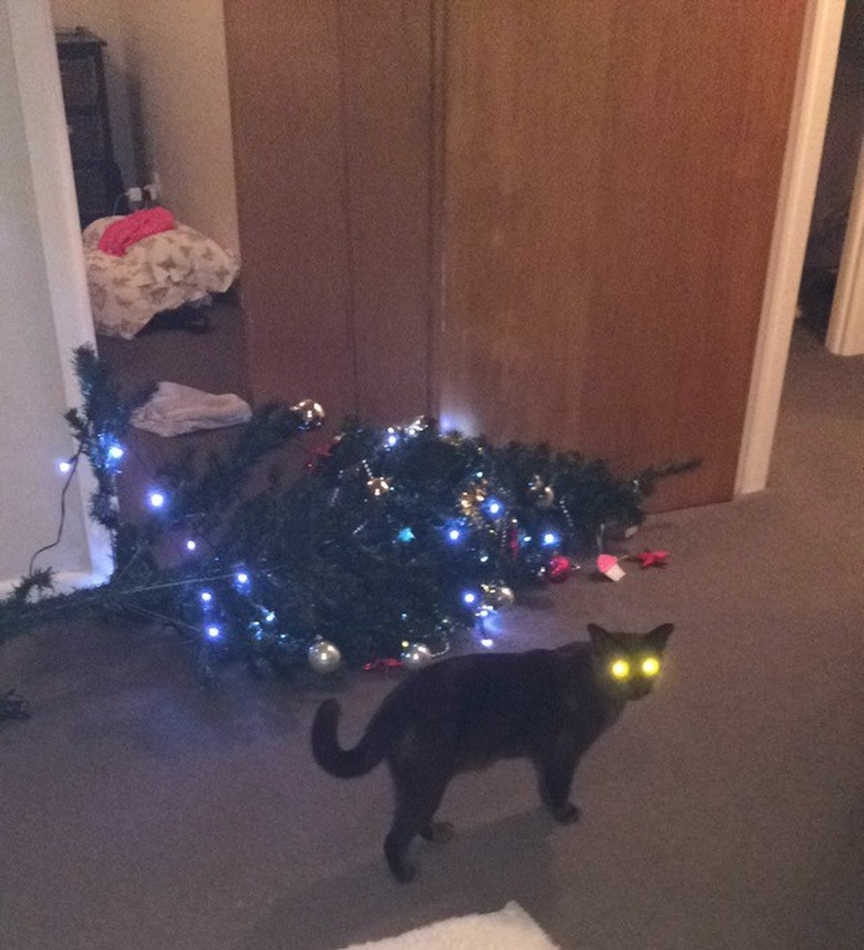 cat with laser eyes knocks over Christmas tree