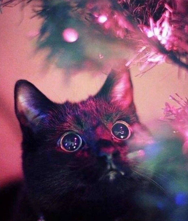 closeup of black cat's face looking at shiny christmas light in christmas tree