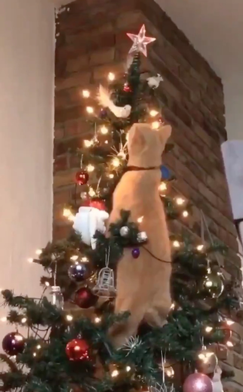 car inspects bird ornament on christmas tree