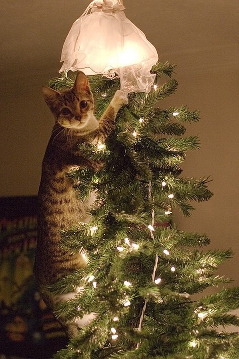 cat climbing christmas tree and looking at camera