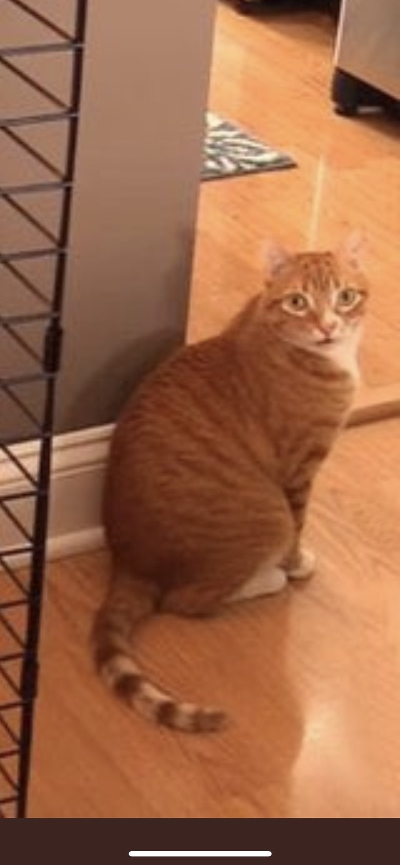 closeup of same cat next to caged christmas tree