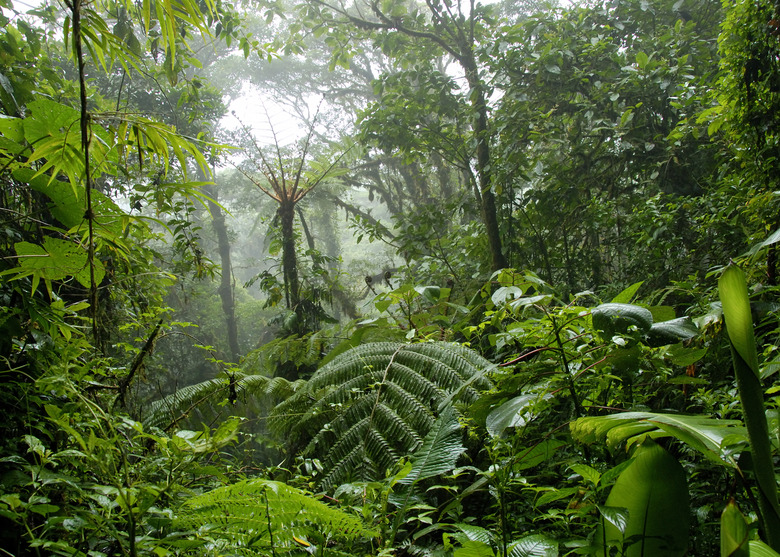 Cloud forest in Costa Rica