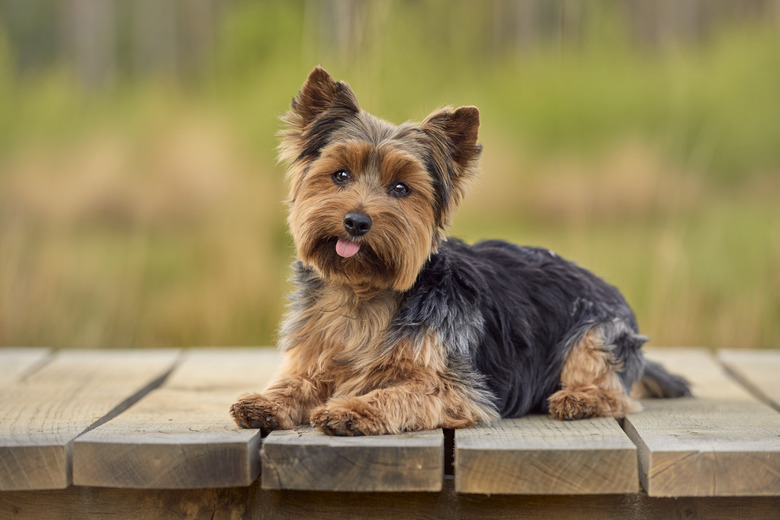 Close up of a small brown dog