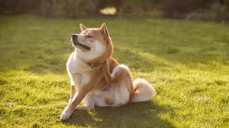 A shiba inu scratches itself while sitting in the grass outside