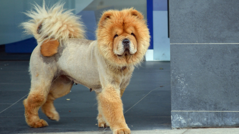 A partially shaved chow chow.