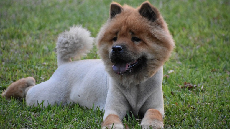 A shaved chow chow lying in grass.