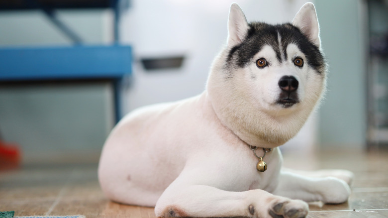 A shaved husky lying down