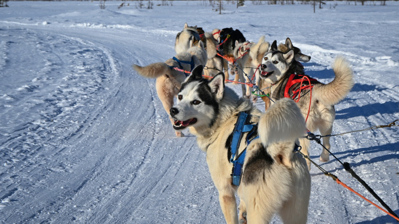 Double-coated dogs pulling a sled.