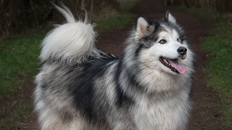 A dog with a double coat standing outdoors.