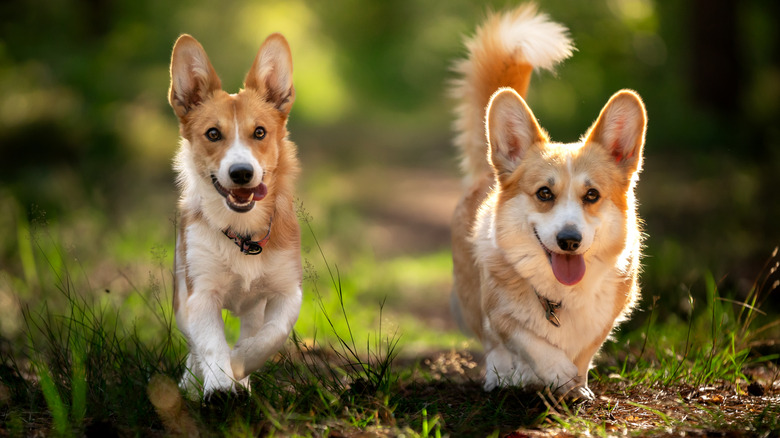 Two corgis walking outdoors.