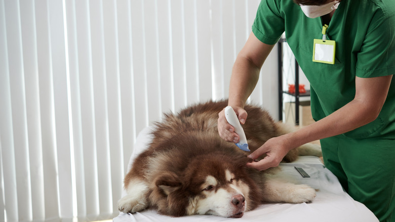 A dog being shaved.