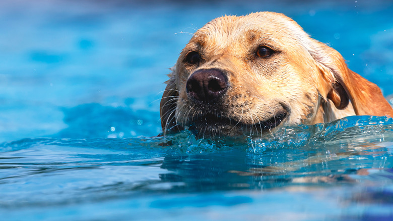 A swimming golden retriever.