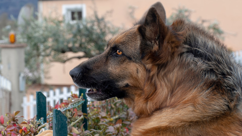 A German shepherd with its hackles raised.