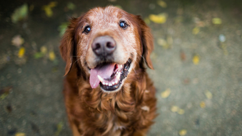 A double-coated golden retriever panting.