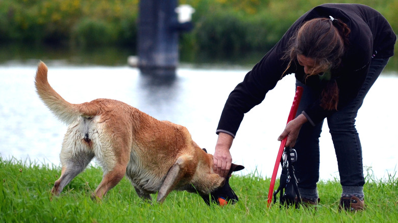 A woman grabs a dog, who is holding a ball, by its scruff