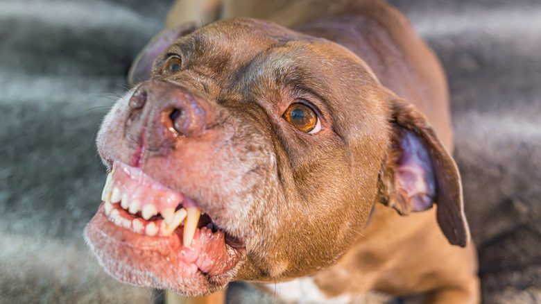 an angry dog bears its teeth in a sign of agression