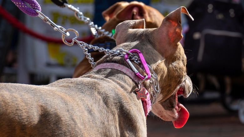 Two Pitbull's being led by their owner on a chock collar