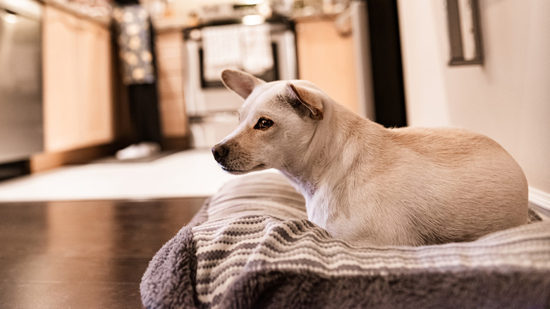 A white dog lying on its bed in the kitchen, relaxing while his owner cooks