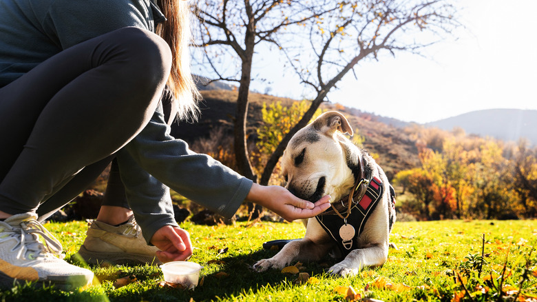 a dog lays on the ground and receives a treat from its owner