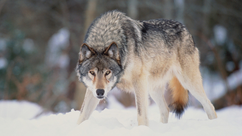 A grey wolf stand alert in a winter field