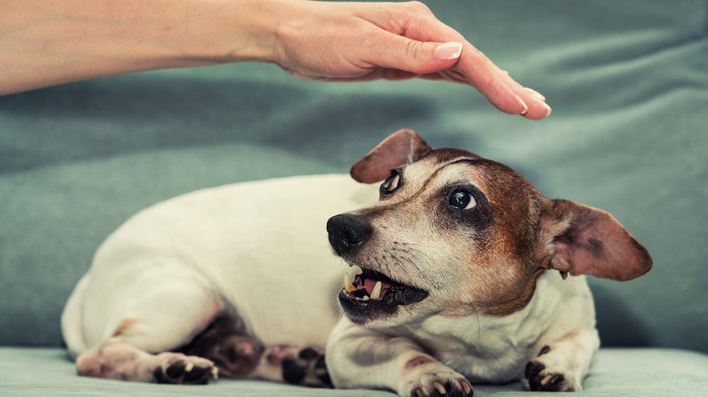 A defensive Jack Russell terrier reacts to a hand hovering above him