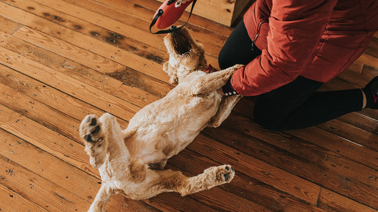 a person holds down a golden colored dog as she tries to put a leesh on