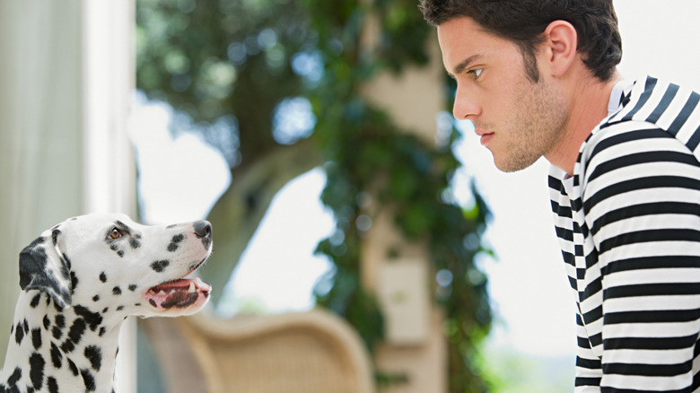 A man in a stripped shirt stares down at a dalmatian dog