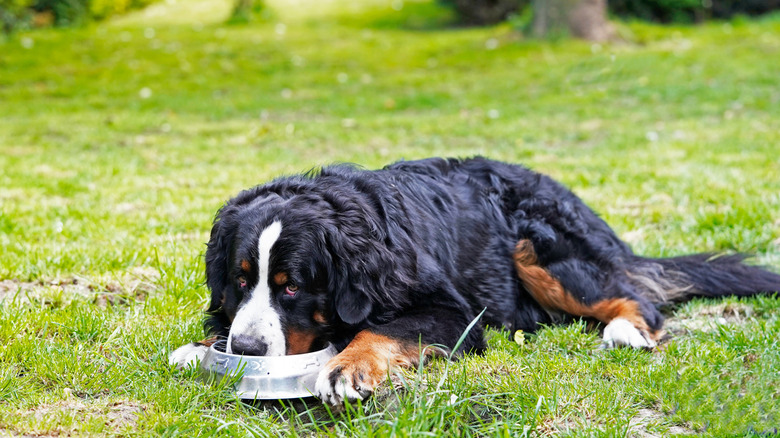 A brumese mountain dog in a field resting its head in its food dish