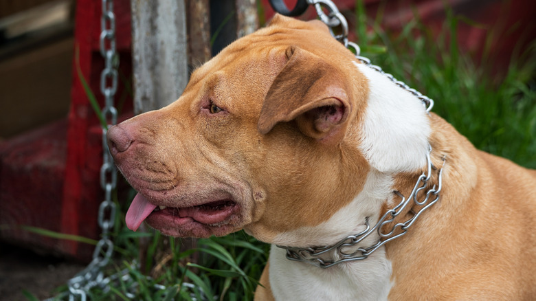 A brown and white dog chained to a fence with a choke collar