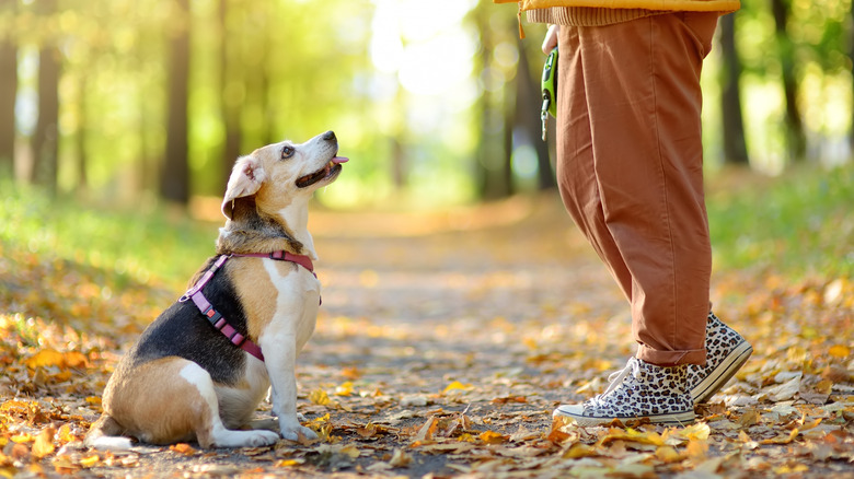 A dog patiently sits at the feet of is owner on an autumn trail