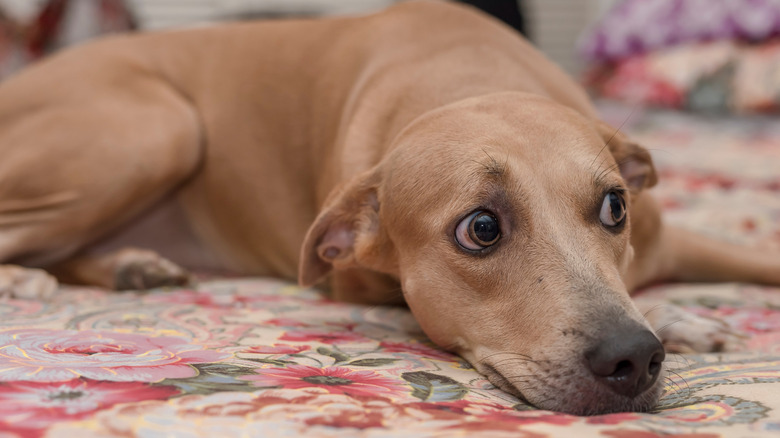 An anxious dog lies on a bed with its ears pinned back and the whites of its eyes showing