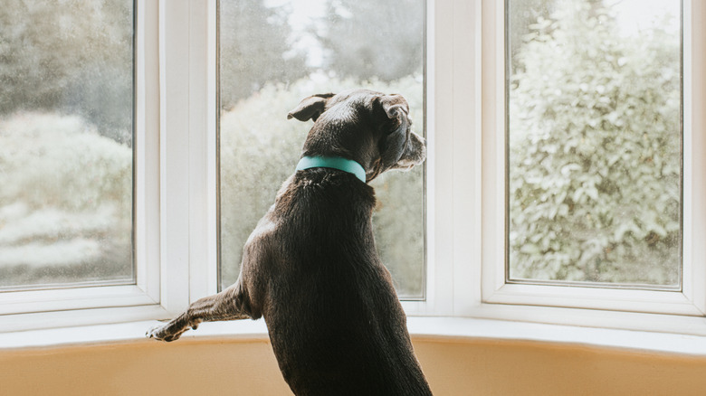 A dog looks out a large bay window with its ears pinned back