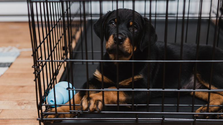 A Rottweiler puppy lies down in a black crate