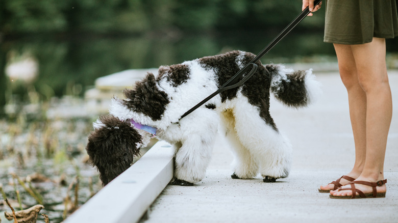 A dog sniffs off the side of a path during a walk