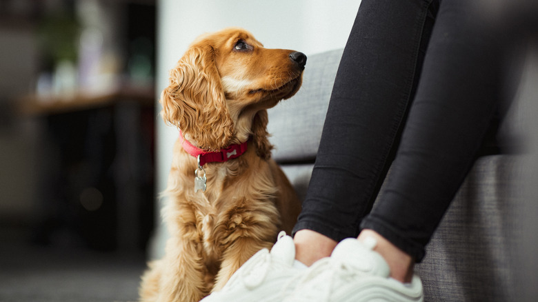 A dog looks up towards a person sitting on a sofa