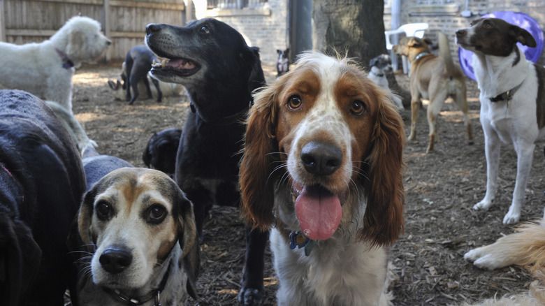 A group of dogs gathers in a mulch-covered yard