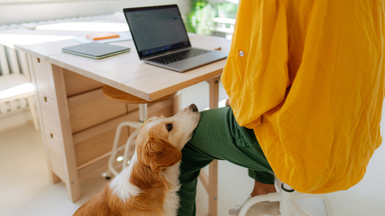 A dog rests its chin on the leg of a person sitting at a desk working