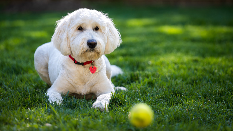 A white dog lies in the grass next to a tennis ball