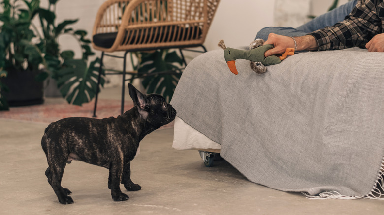 A French bulldog looks at a toy being dangled over the side of a bed