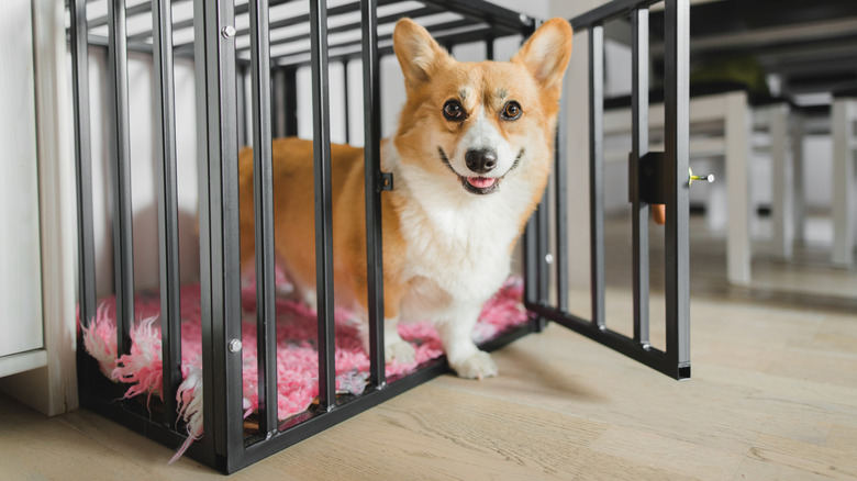 happy corgi puppy in an appropriately sized crate