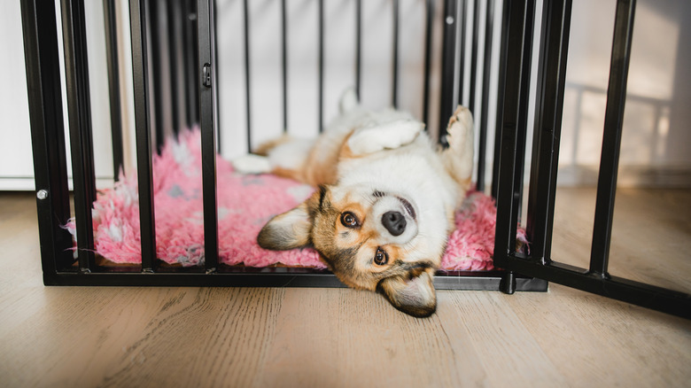 relaxed corgi lying with belly up inside an open crate