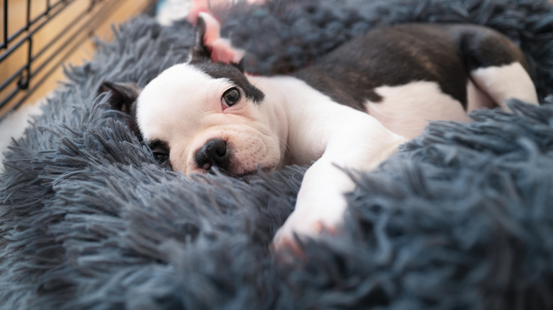 young Boston terrier puppy relaxing on fluffy bed inside a crate